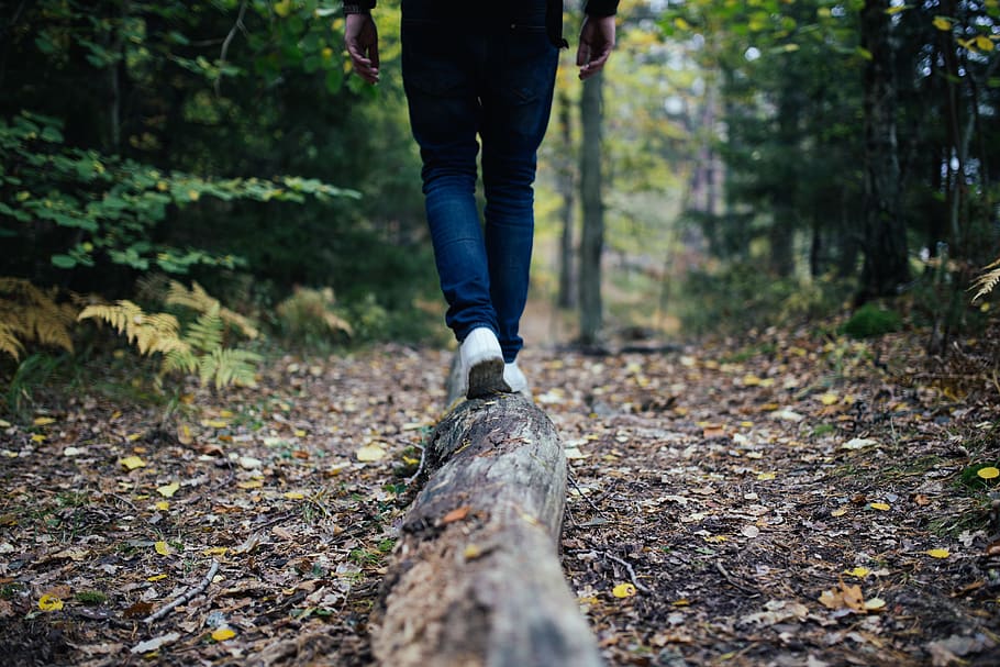 people, man, walking, travel, wood, forest, leaf, fall, autumn, trees