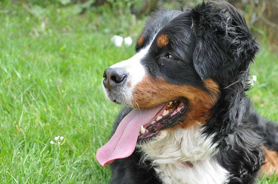 Dog, Domestic Animal, Pet, Cute, animal, family, big dog, nature, bernese mountain dog, fields