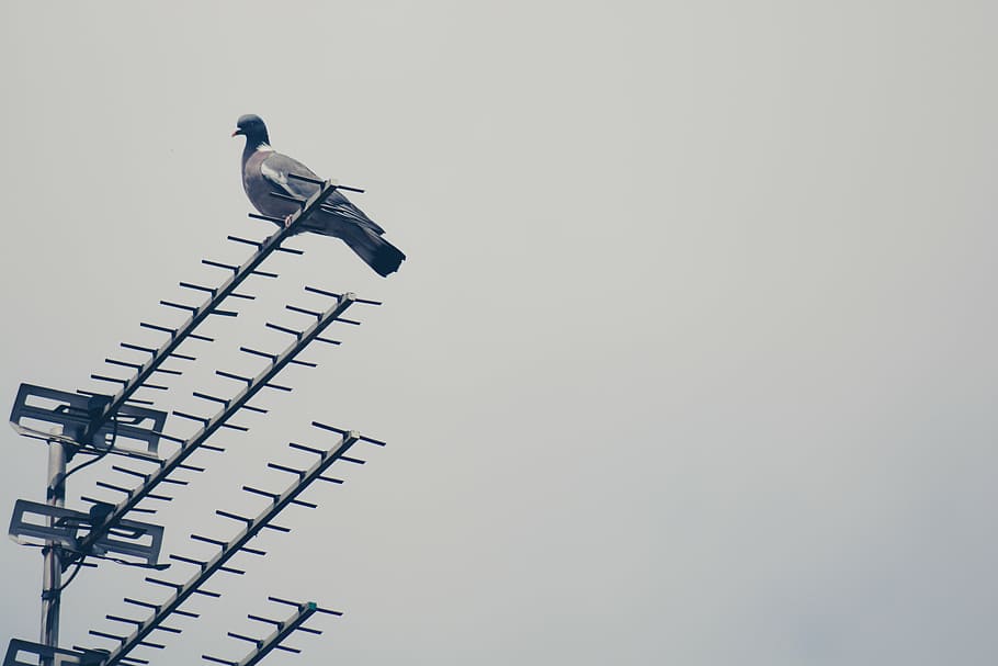 gray, pigeon perching, antenna, pigeon, metal, antena, signal, steel, bird, animal