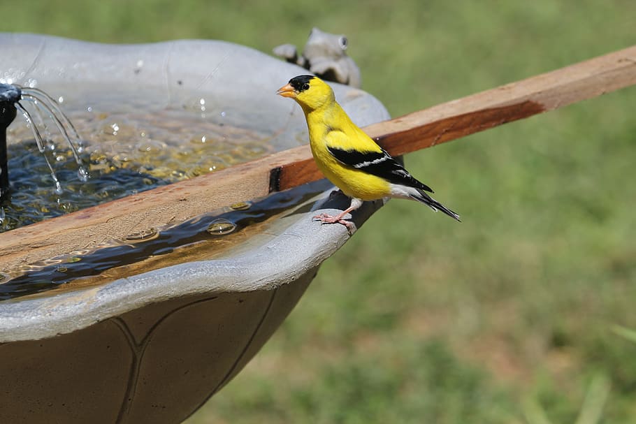 bird, finch, goldfinch, male, fountain, nature, animal, wild, beak, feather