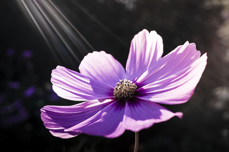purple, petaled flower, bloom, flower, flowers, nature, pink flower, spring, plant, cosmea