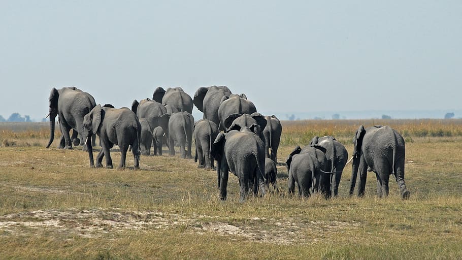 group, elephant, walking, grass, botswana, chobe, herd of elephants, animal themes, animal, group of animals
