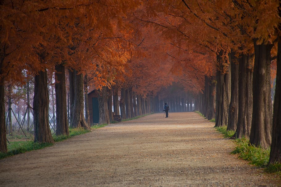 autumn, road, avenue, damyang, meta-porsche inquiries, wood, tree, the way forward, direction, plant