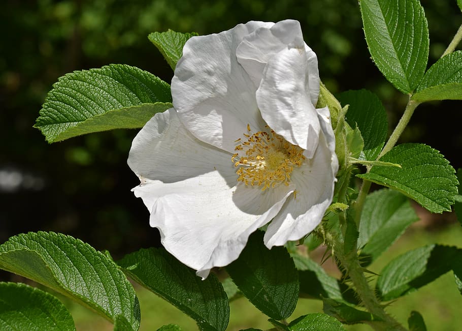white rose, rugosa rose, flower, blossom, bloom, nature, plant, garden, white, yellow