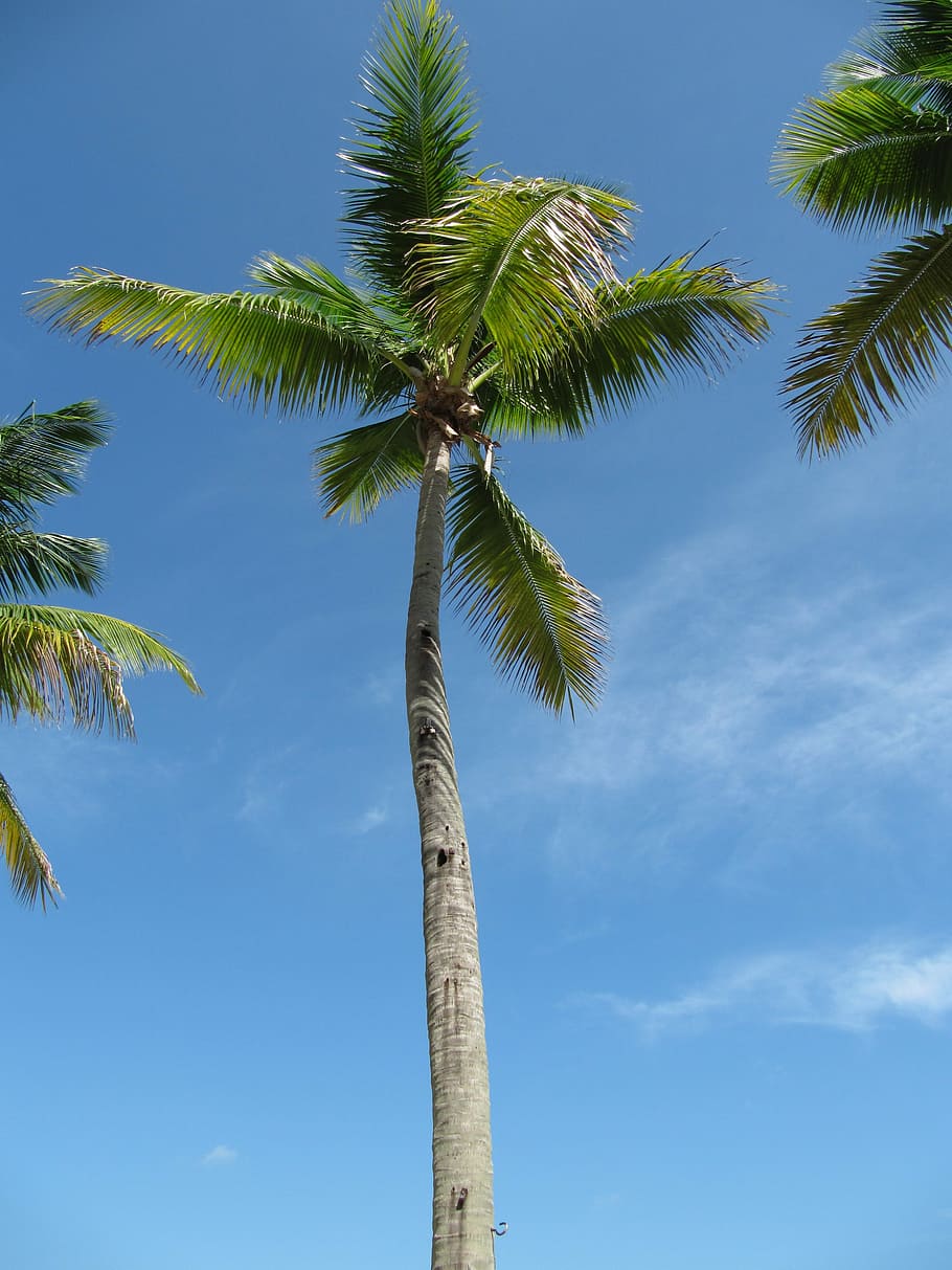 Palm Trees, Caribbean, Holiday, dominican republic, nature, landscape, palm tree, tree, sky, cloud - sky