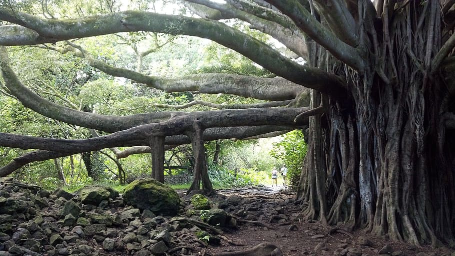 enorme, árbol, al lado, rocas, banyan tree, maui, hawaii, banyon, playa, tropical