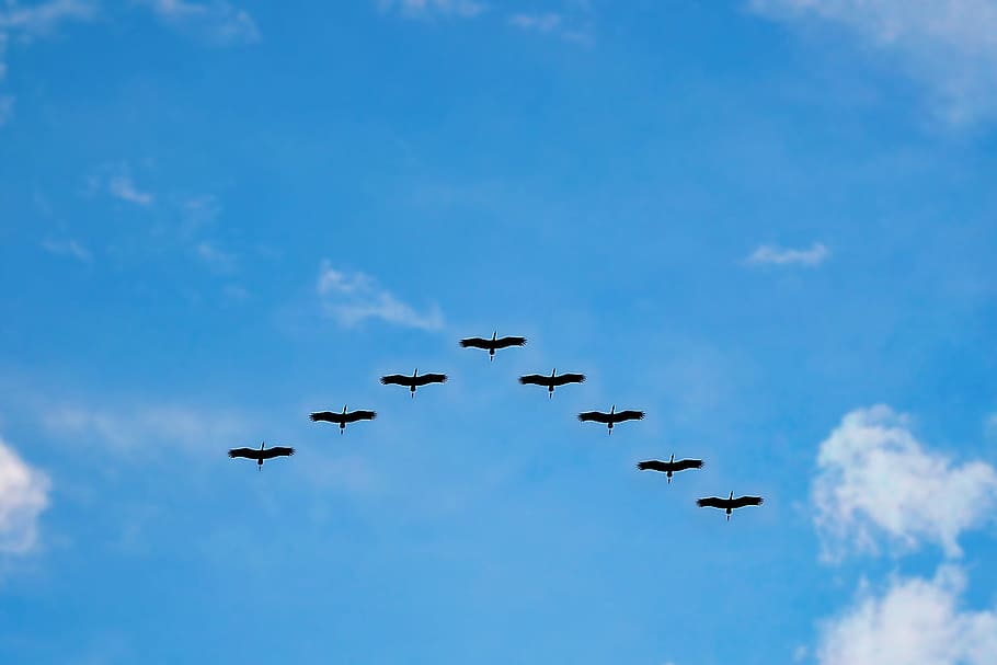 ocho, volando, pájaros, cielo, vuelo alto, migración, vida silvestre, observación de aves, cielo azul, nubes
