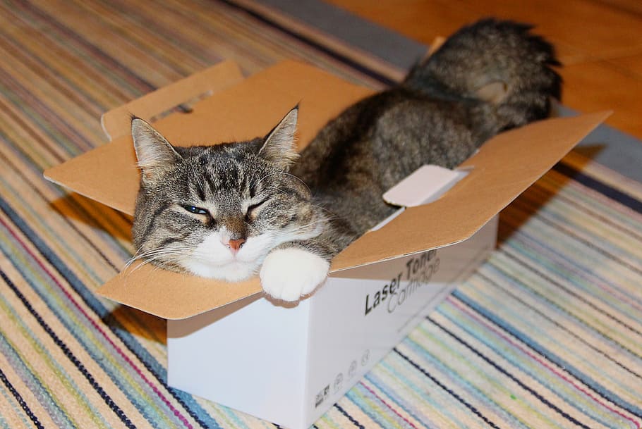 What, grey, cat, lying, inside, cardboard, box, domestic cat, domestic, domestic animals