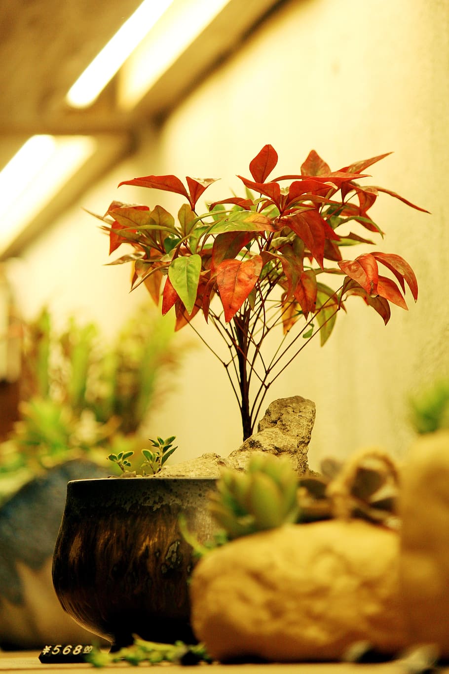 bonsai, potted plants, fresh, the party, plant, plant part, flower, leaf, close-up, selective focus