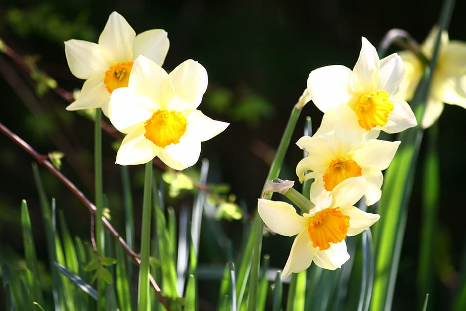 pentecost lilies, daffodils, easter, bulbs, flowers, narcissus, spring ...