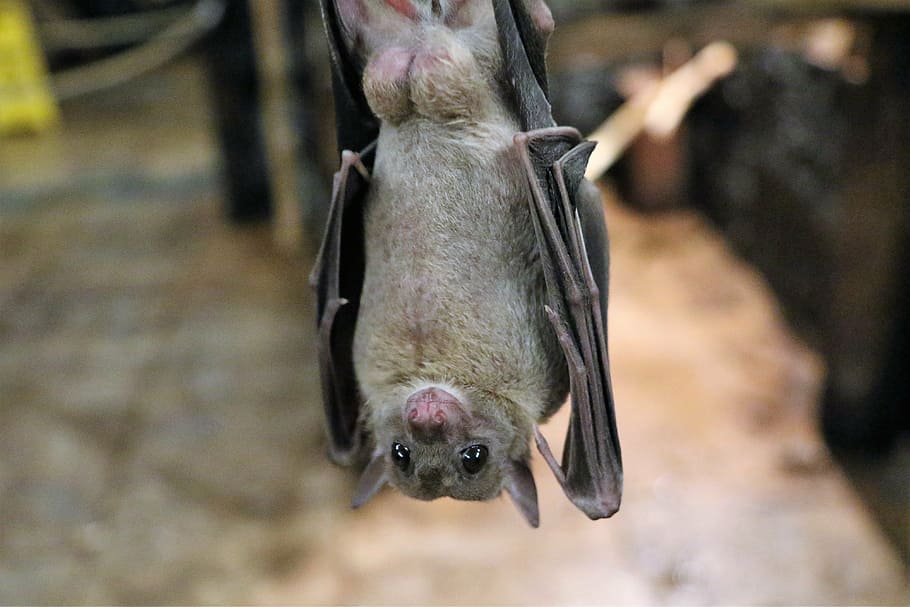 gray fruit bat, fruit bat, bat, fruit, flying, wildlife, animal, mammal, hanging, nature