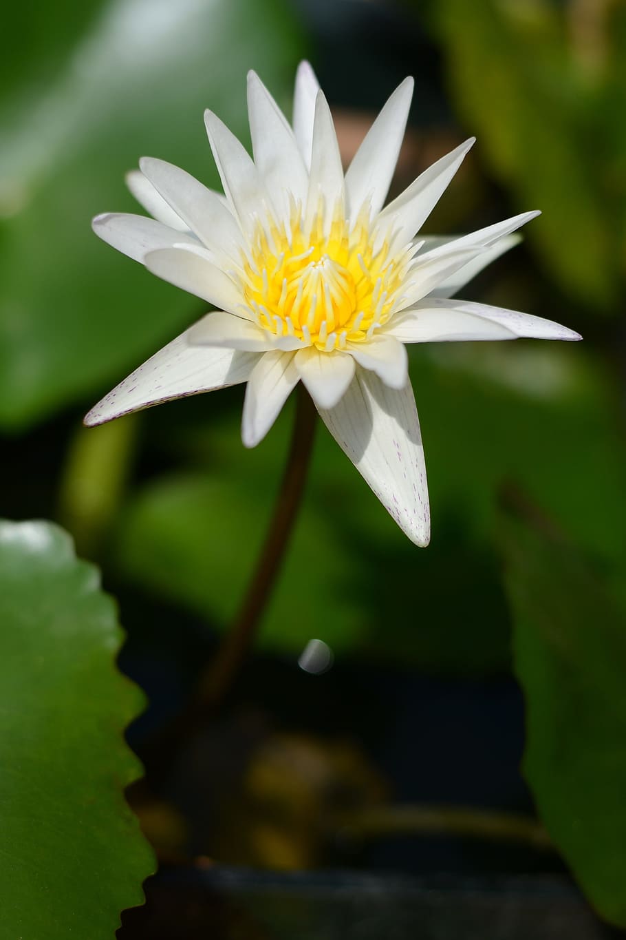 白い蓮の花写真 Pxfuel