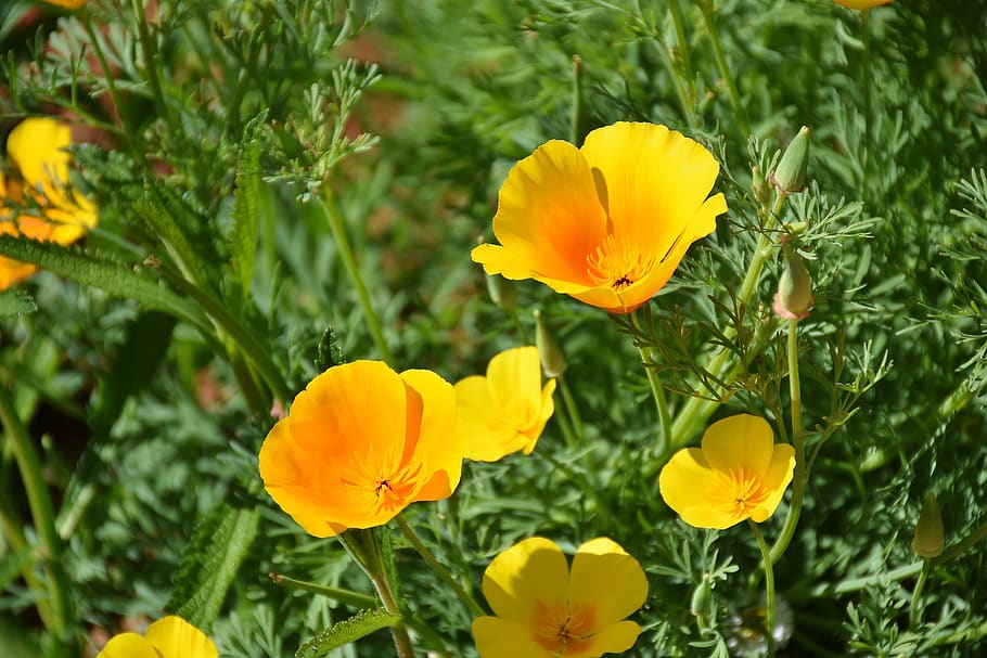 islandia amapola, amapola, amarillo, amarillo anaranjado, flor, floración, tallos desnudos amapola, flores, flora, botánica