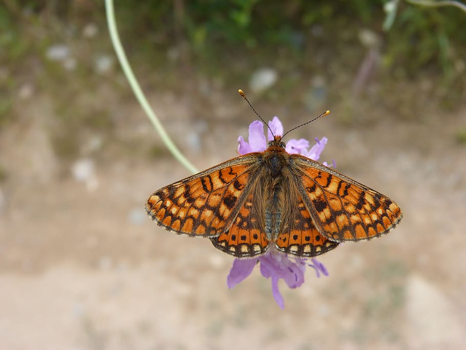 butterfly, damero knapweed, melitaea phoebe, orange butterfly, libar, wild flower, scabiosa, pin cushioning flower, scabious, purple flower