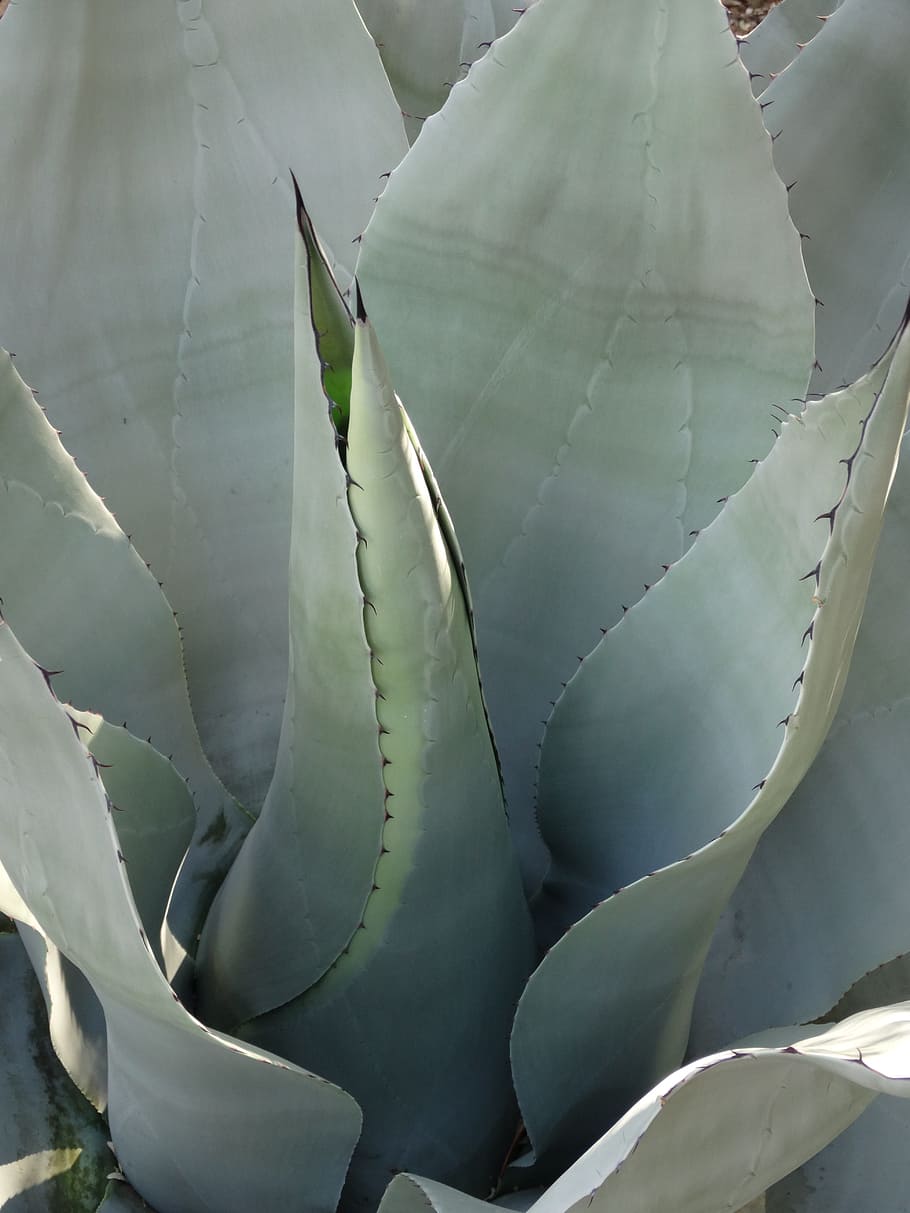 agave, succulent, plant, mexico, succulent plant, green color, growth, cactus, close-up, day