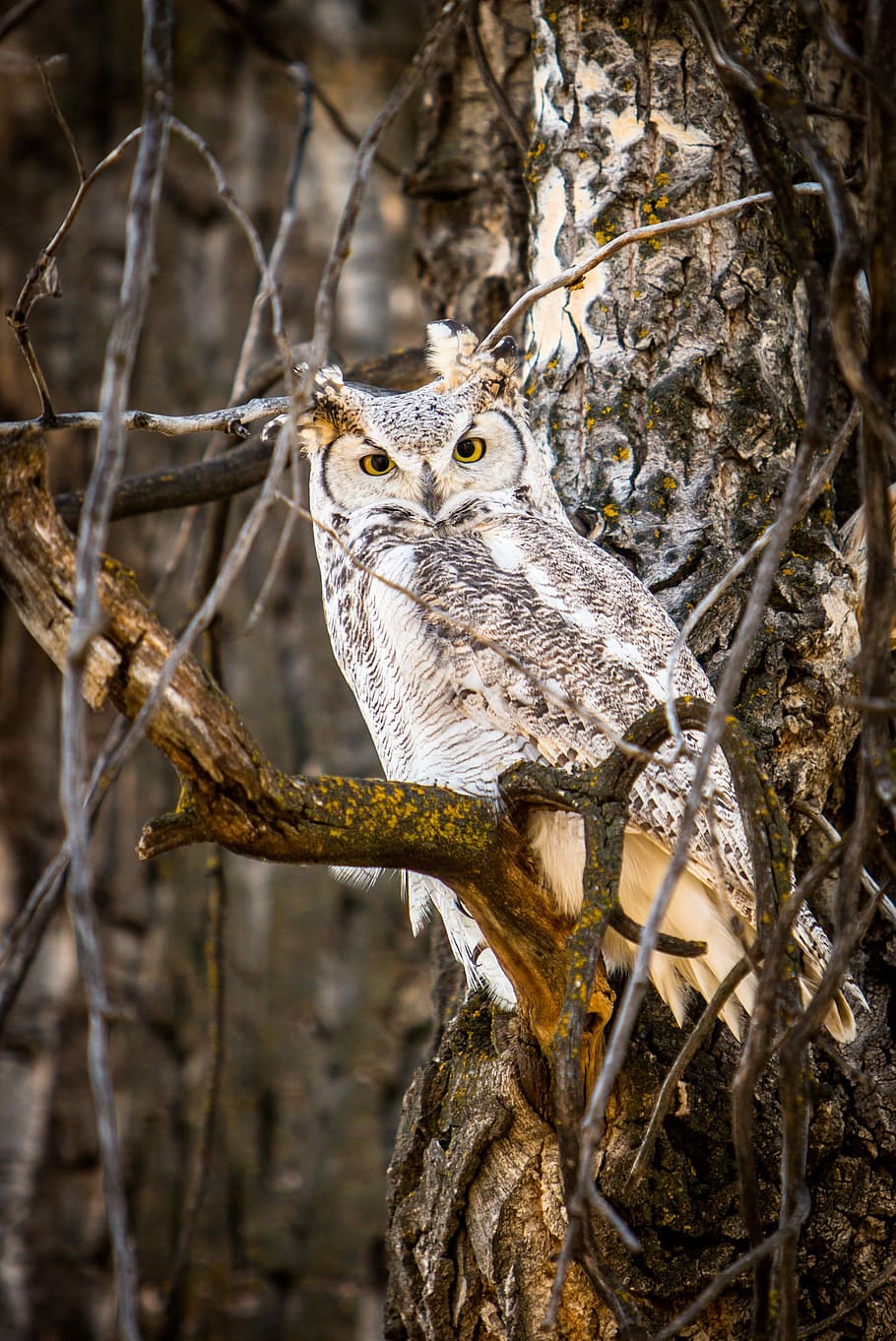 animal photograph, perching, gray, beige, owl, nature, wildlife, outdoors, forest, great horned owl