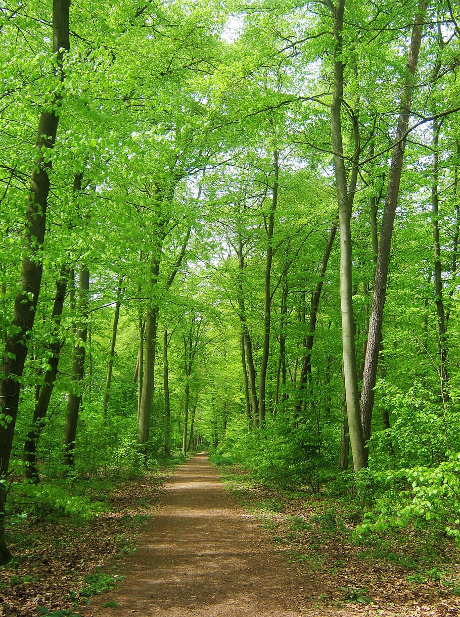 トレイル, 緑, 木, 森, 自然, 背景, 5月, 入札, 離れて, 自転車に乗る