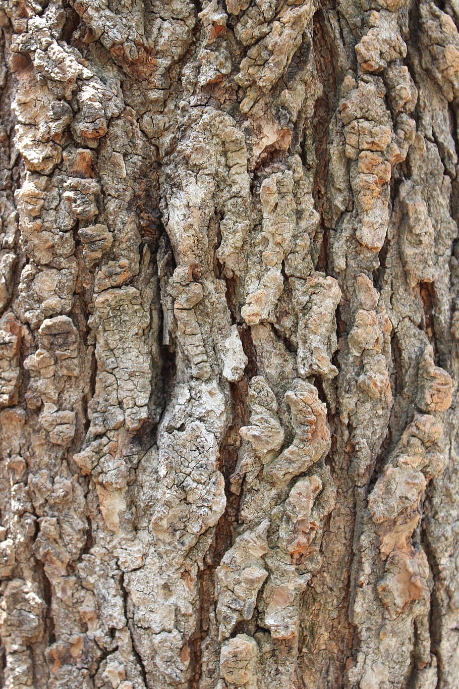 bark, tree, tree bark, wood, texture, trunk, nature, forest, tree Trunk, wood - Material