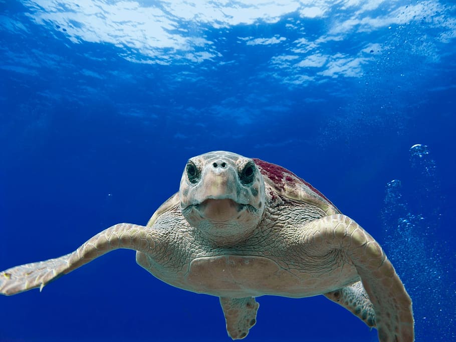 tortuga marrón, tortuga boba, mar, océano, agua, submarino, reptil, natación, primer plano, macro