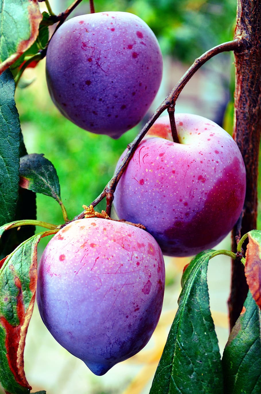 fruit, plums, salento, healthy eating, food, food and drink, freshness, wellbeing, close-up, plant