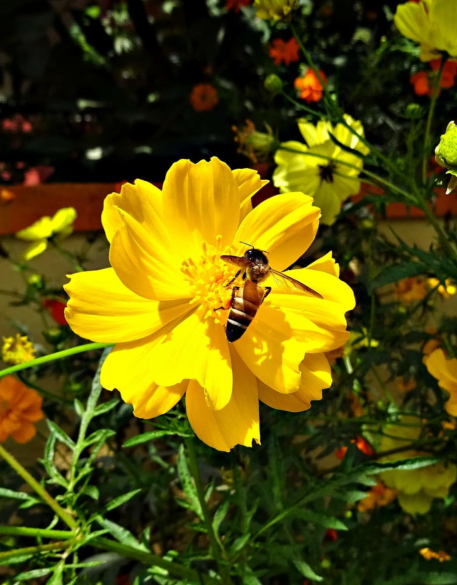 flower, cosmos, cosmos sulphureus, bee, honey-bee, honey bee, flora, yellow, garden, plant
