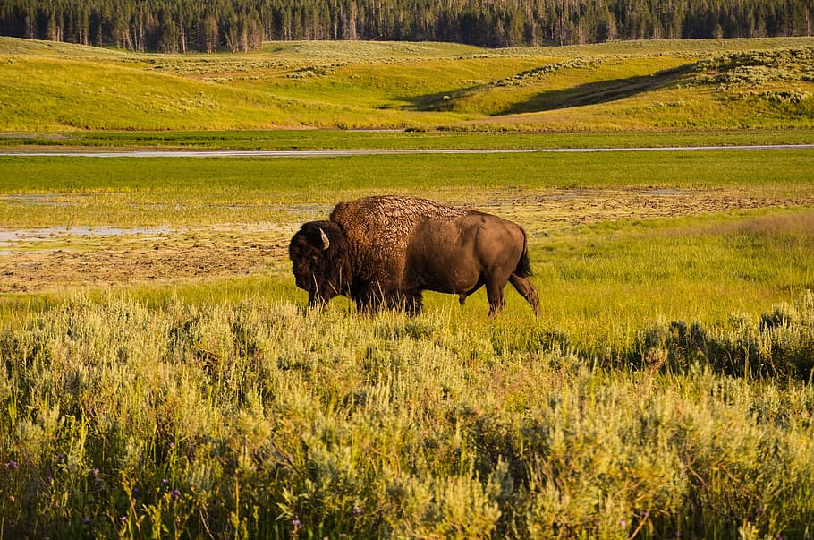 bison, green, grass field, yellowstone, wyoming, usa, yellowstone national park, buffalo, wild animal, wild