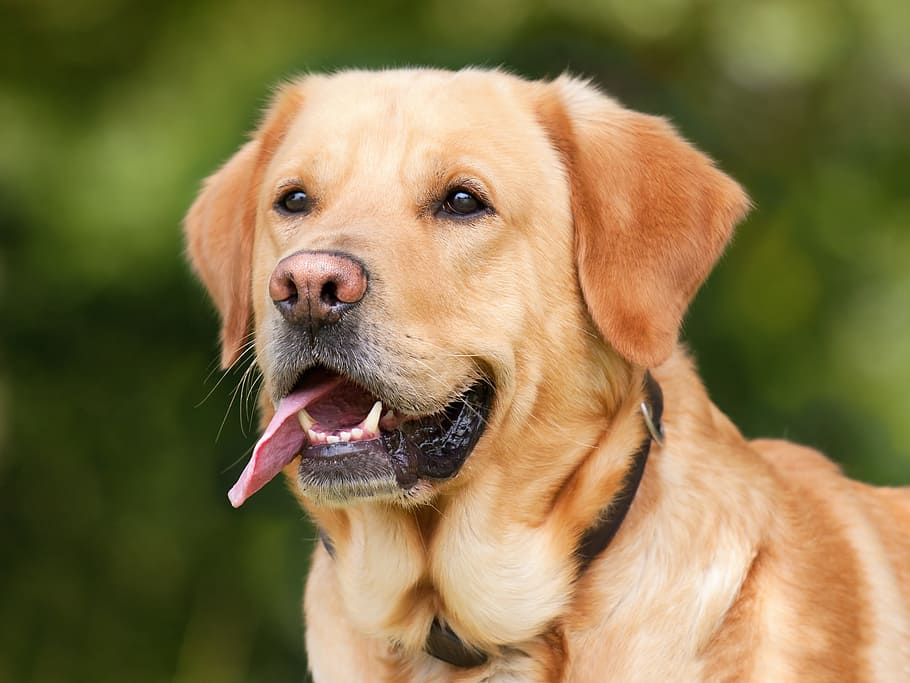 yellow, labrador retriever, close, yellow Labrador Retriever, close up, dog, labrador, light brown, pet, animal