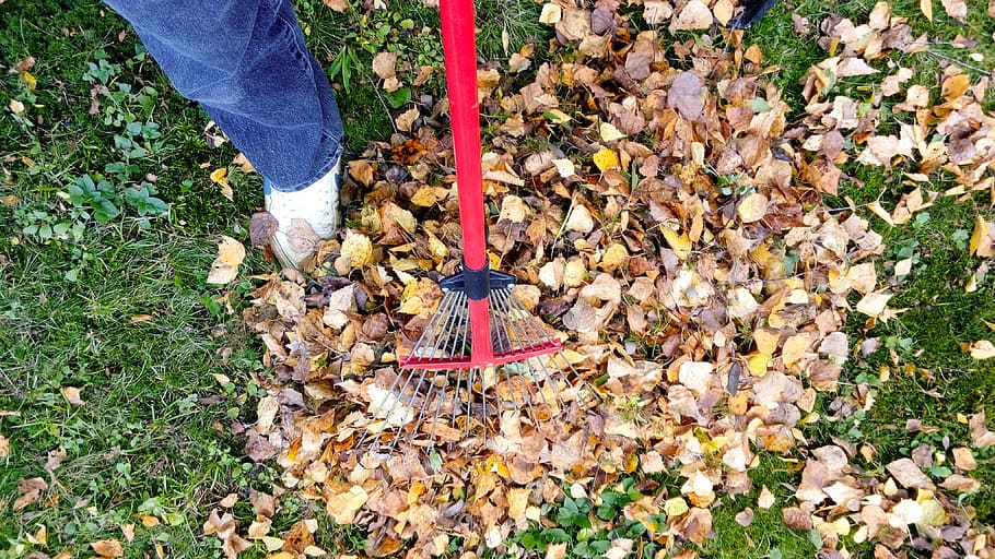 person, holding, red, rake, raking, fall, autumn, leaf, garden, season
