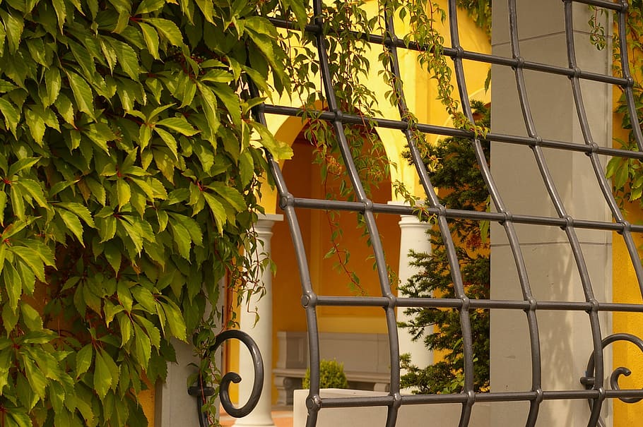 green, vine plants, grill window, grate, architecture, window, grid, window grilles, wrought iron, verschnörkelt
