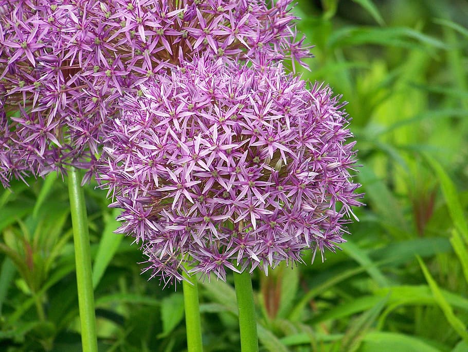 bunga ungu petaled, Leek, Blossom, Allium Ampeloprasum, porrum, allium porrum, allium, bola, bulat, lilablau