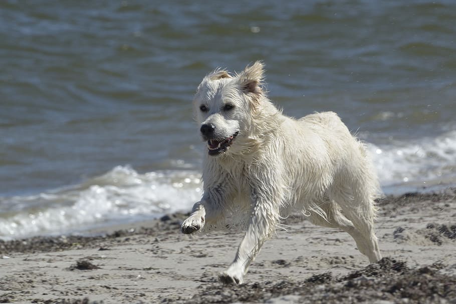 Golden Retriever, Dog, Beach, ginger of golden heathland, one animal, water, mammal, motion, canine, animal