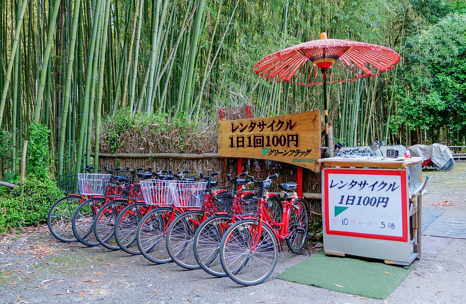 japan, arashiyama, bamboo forest, bicycles, umbrella, nature, green, summer, outdoor, communication