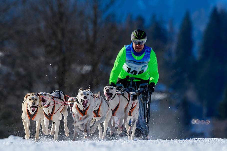 dog sled, dog, snow, slide, teamwork, race, competition, nature, landscape, winter