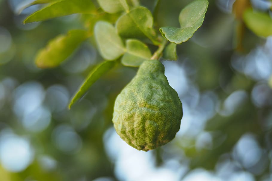 bergamot, green, nature, fruit, herb, food, green color, plant, food and drink, growth