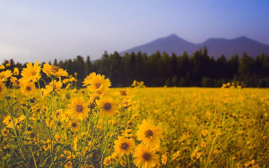 Fotos girasol del bosque libres de regalías | Pxfuel