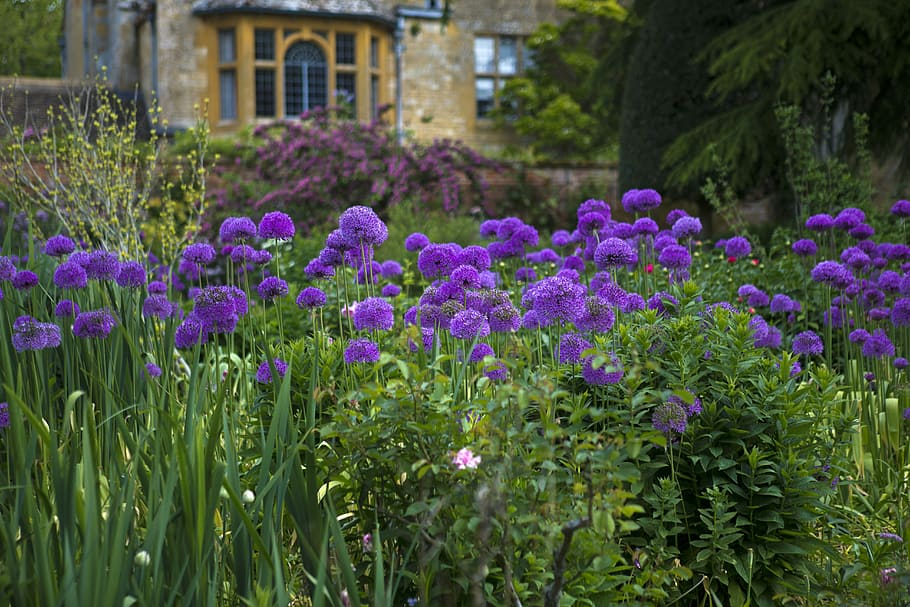 Hidcote Manor, Lawrence Johnson, Johnson'S, Garden, lawrence johnson's garden, purple aliums, flower, purple, plant, day