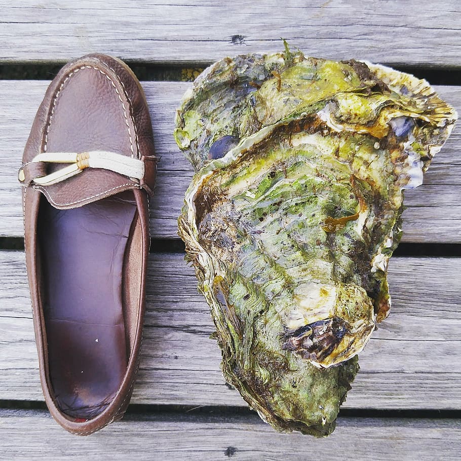 oyster, shoe, shell, seafood, monster, norway, sørlandet, still life, wood - material, food