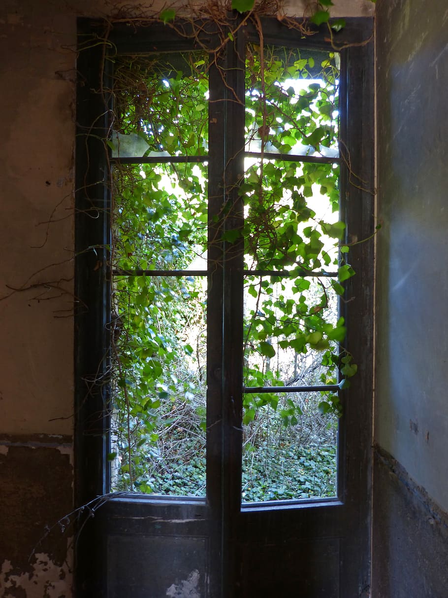 window, ivy, abandoned, balcony, uninhabited, mystery, plant, tree, day, growth