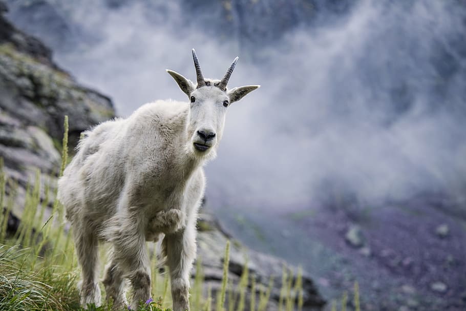 white goat, mountain goat, wildlife, nature, looking, white, fur, outdoors, wild, rocks