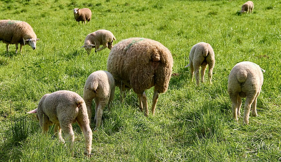 wildlife photography, sheeps, flock of sheep, lambs, dam, ewes, sheep, flock, meadow, pasture