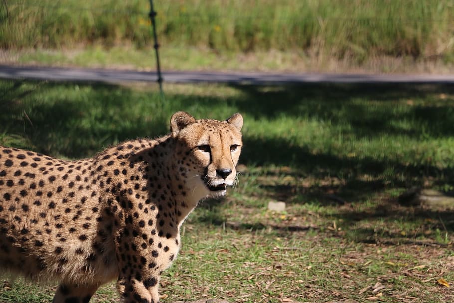 Cheetah, Zoo, Adventure World, wildlife, africa, undomesticated Cat, safari Animals, animals In The Wild, nature, animal