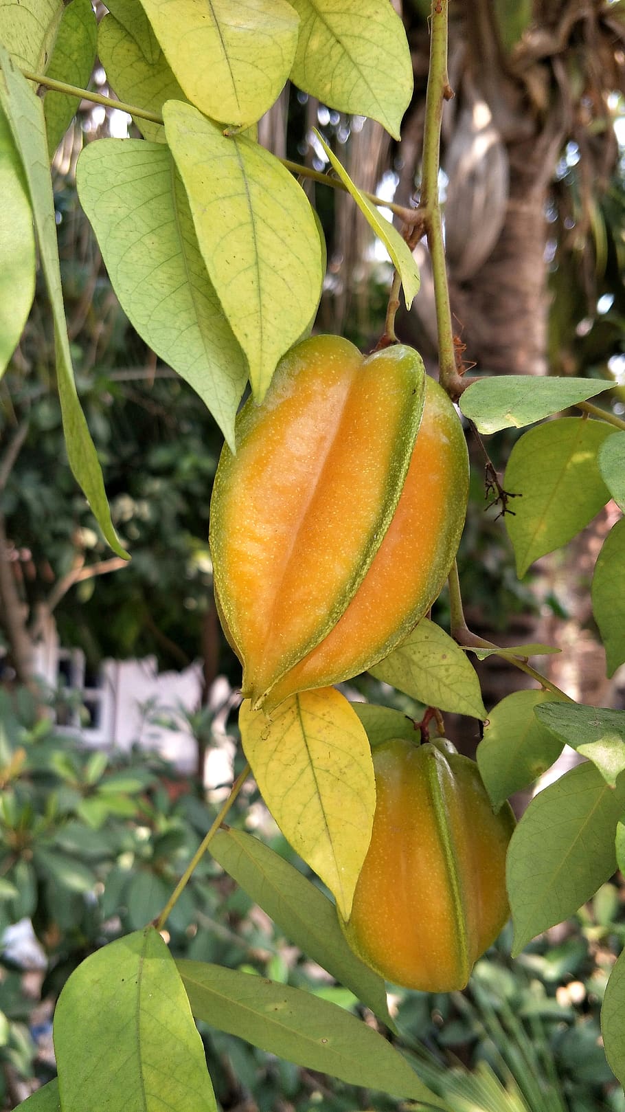 carambola, fruta, árbol, hoja, naranja, i naturaleza, flora, comida, tailandia, parte de la planta