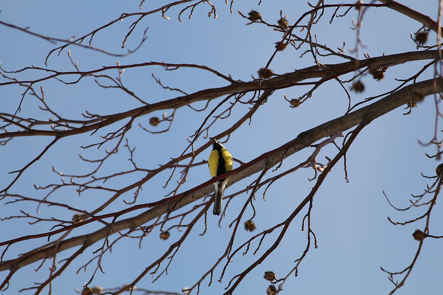 yellow-bellied siskin, bird, Yellow-Bellied Siskin, Bird, black and yellow, branch, tree, animal, sky, one animal, animals in the wild