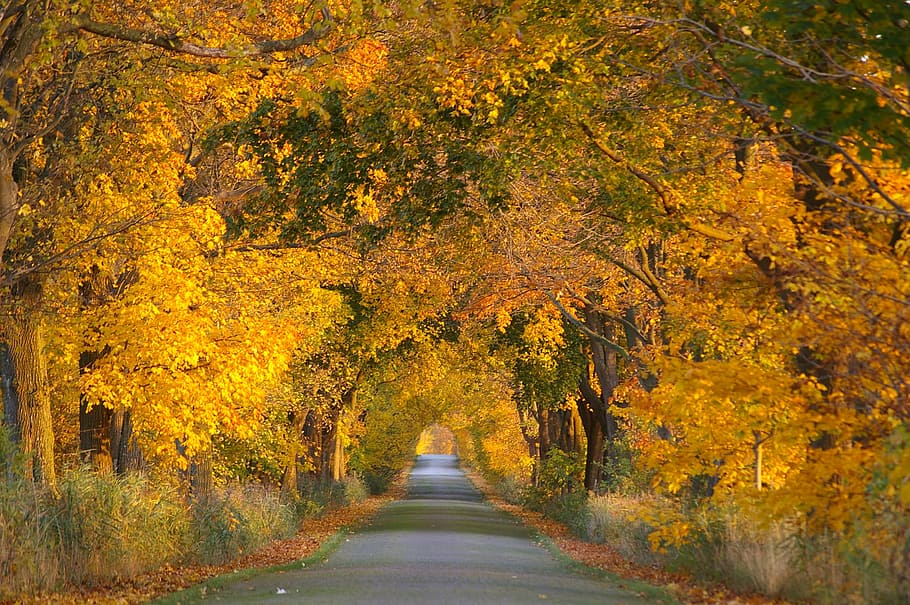 pathway, yellow, leaf trees, autumn, avenue, trees, away, road, tree lined avenue, leaves