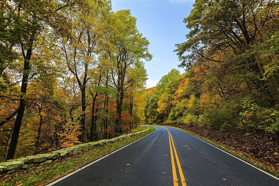 black, yellow, road, surrounded, trees, daytime, autumn, colorful, leaves, landscape