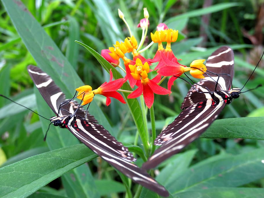 butterfly, twins, nature, insect, colour, animal, flower, plant, flowering plant, beauty in nature