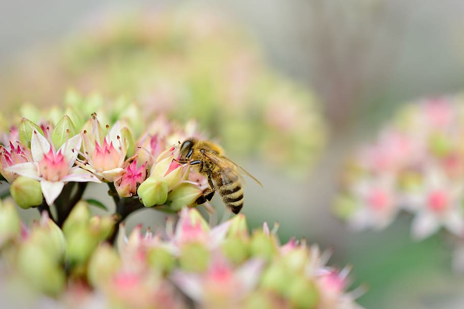 honeybee, perched, green, pink, petaled flower, selective, photography, stonecrop, sedum, thick sheet greenhouse
