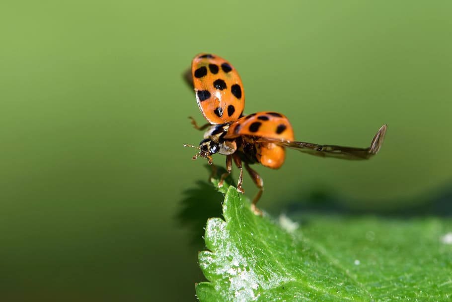 beetle, ladybug red beetles with dots, red, insect, lucky charm, macro, start, flies, garden, lucky ladybug