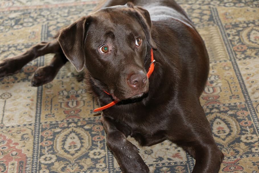 chocolate labrador retriever, Dog, Chocolate Labrador, Labrador Retriever, carpet, inside, orange collar, surprise, eyes, brown