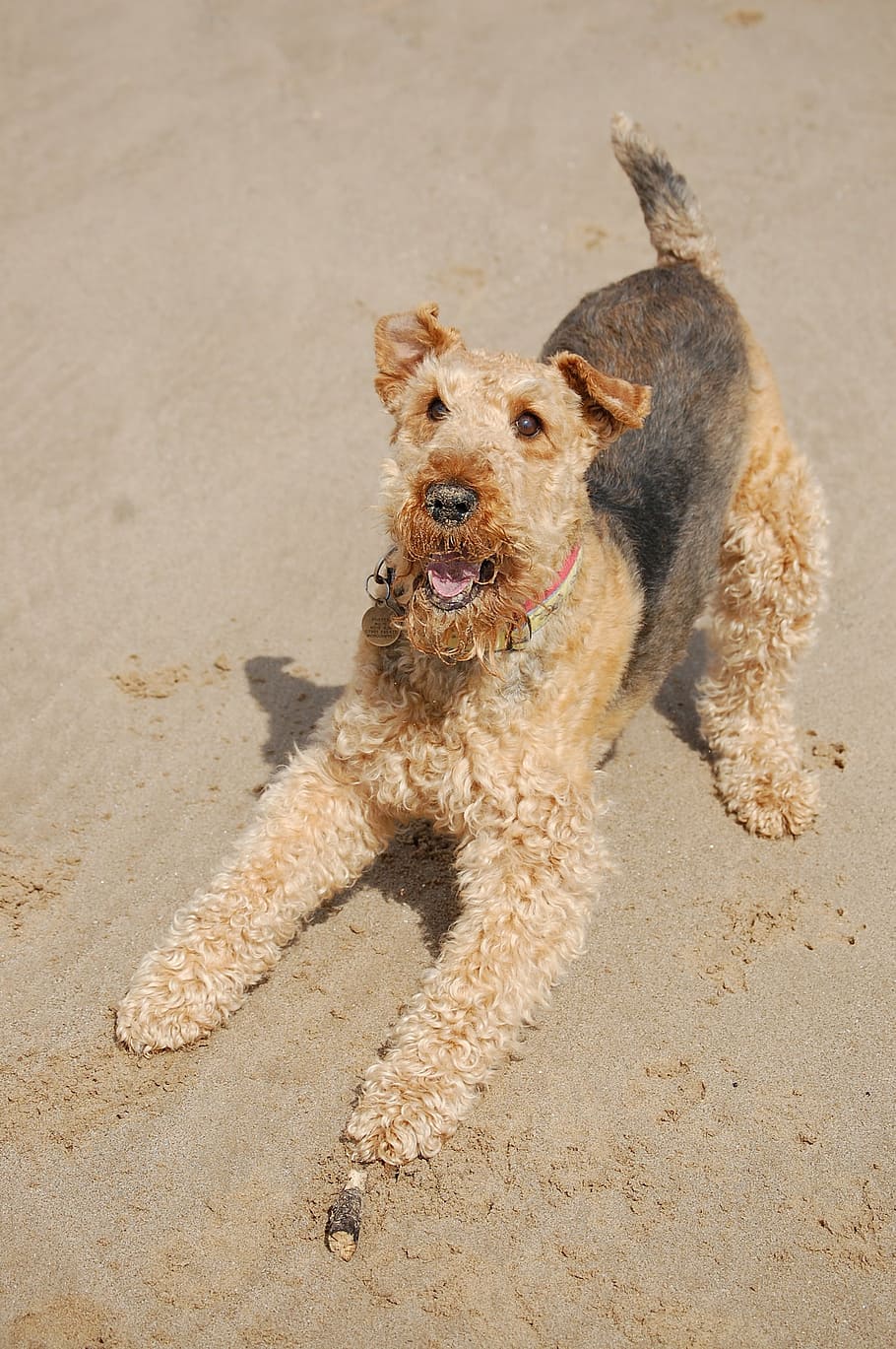 airedale, terrier, senang, pantai, bermain, anjing, hewan peliharaan, hewan, airedale Terrier, pasir